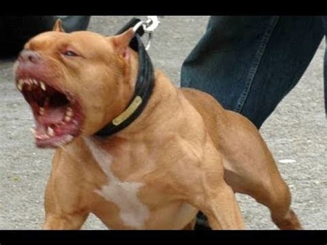 angry pitbull|pitbull dog aggressive.